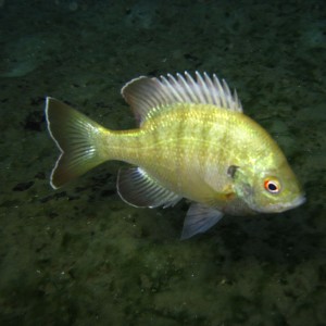 2010-01-22 Rainbow River Night Drift Dive