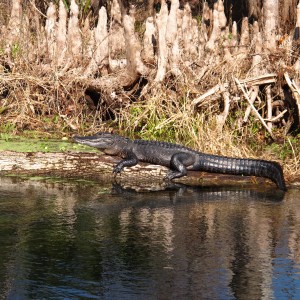 2010-01-23 Silver River - Big Gator Sunning