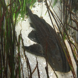 2010-01-23 Silver River - Armored Catfish