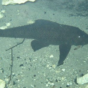 2010-01-24 Devils Den - Armored Catfish