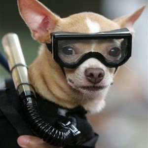 Scuba Diving Dog... Found on the web. HOW FUNNY@!