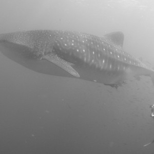 whaleshark6