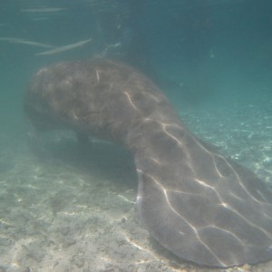 2010-01-22 Three Sisters Spring - Manatee