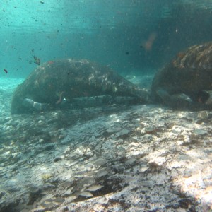 2010-01-22 Three Sisters Spring - 2 Manatees