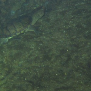 2010-01-22 Rainbow River Night Drift Dive - Turtle