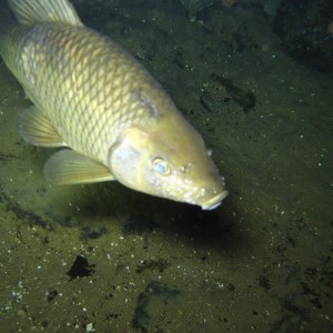 2010-01-22 Rainbow River Night Drift Dive - Carp