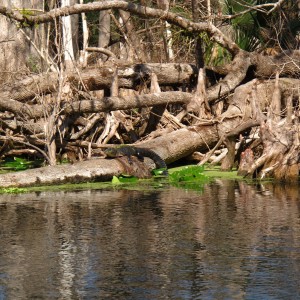 2010-01-23 Silver River - Little Gator