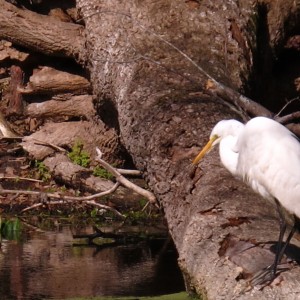 2010-01-23 Silver River - Egret