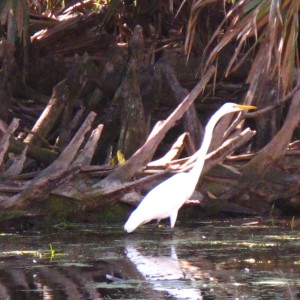 2010-01-23 Silver River - Egret