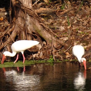 2010-01-23 Silver River - Ibis Feeding