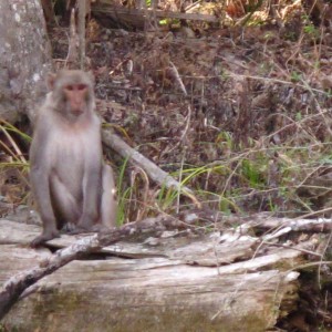 2010-01-23 Silver River - Monkey