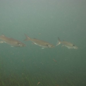 2010-01-23 Silver River - Mullet Drifting