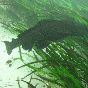 2010-01-23 Silver River - Armored Catfish