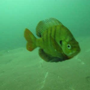 2010-01-23 Silver River Stickleback