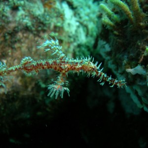 Ornate Ghost Pipefishes