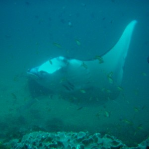 Manta Alley - Komodo Islands