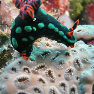 DUSKY NEMBROTHA