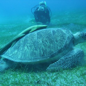 Turtle with me in the background.