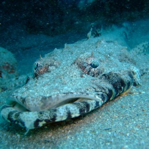 Crocodile fish