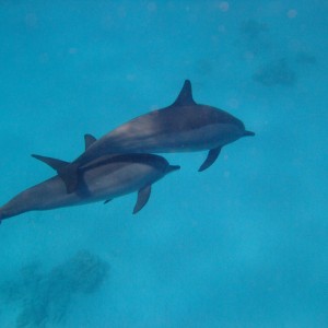 Dolphins at the horse shoe reef