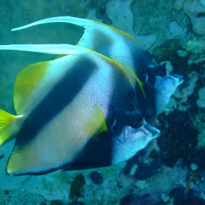 Banner Fish