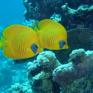 Blue Masked Angel Fish