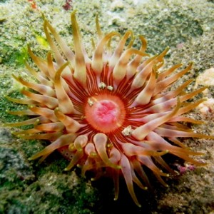 large sea anemones