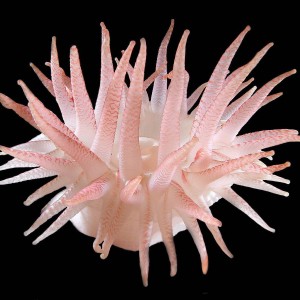 Anemone