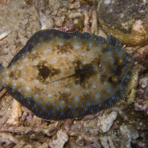From Dominica
