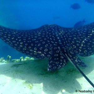 Eagle Ray