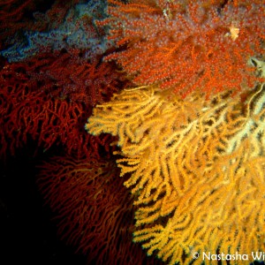 Sea Fan Quarry, Catalina Island, California