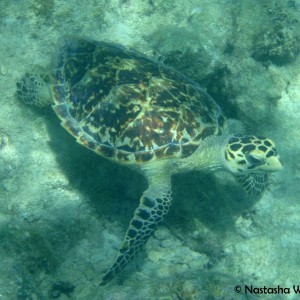 Jost Van Dyke sea turtle