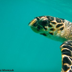 Virgin Islands Turtle