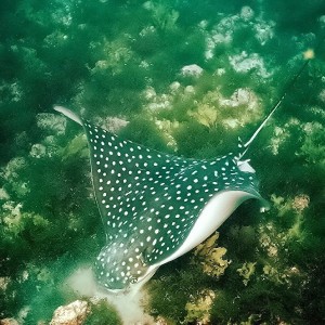 Fernando_de_Noronha_eagle_ray