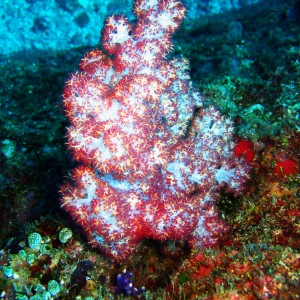 freaky_coral