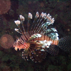 lion_fish6