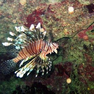 lion_fish21