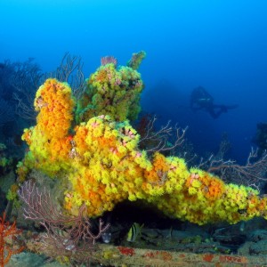 Wreck of the Rodeo 25 Corals