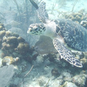 Turtle found snorkeling