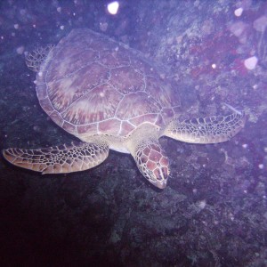 Turtle on a night dive, St Thomas