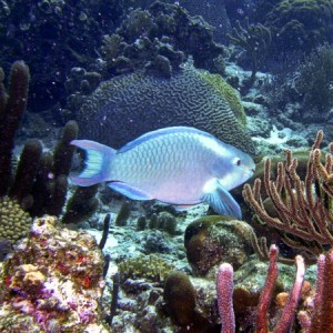 parrotfish7