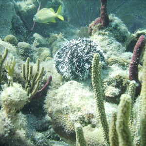 Snorkel reef scene /St John