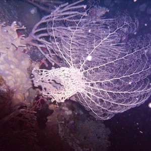 Basket star fishing at night/ St Thomas