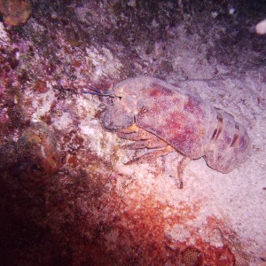 Slipper lobster on night dive/ St thomas