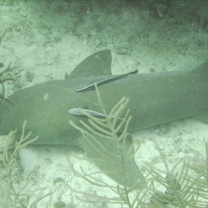Shark and ramora