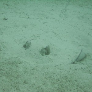 Southern stingray about to ride from the sand