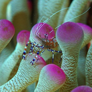anemone_shrimp21