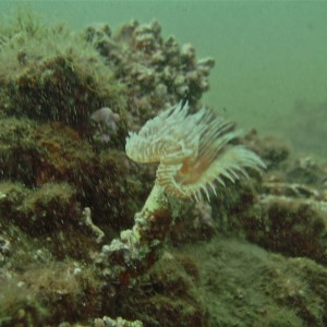 Sea worm