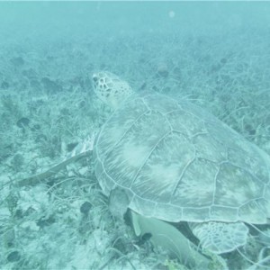 sea_turtle8