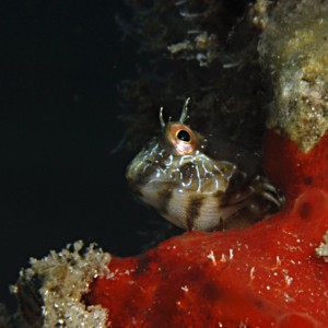 Blenny on red sponge